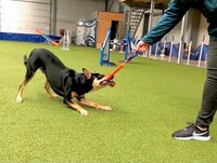 Eindelijk een tug toy die langer mee gaat dan 2 training sessies. Eindelijk een tug toy die langer mee gaat dan 2 training sessies.